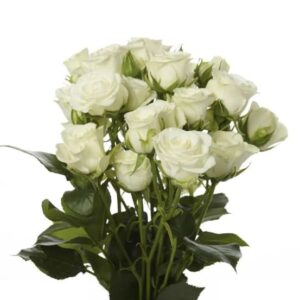 Spray Roses White Mojica