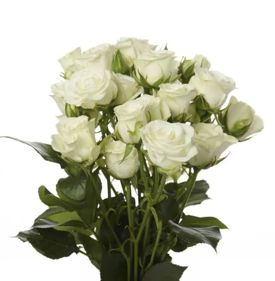 SPRAY ROSE