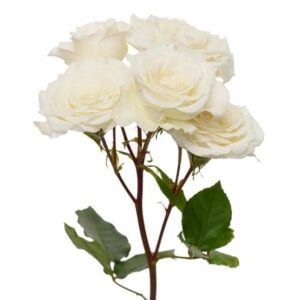 Spray Roses Snow Flake
