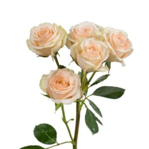 Spray Roses Creta