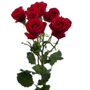 Spray Roses Scarlette Mimmi