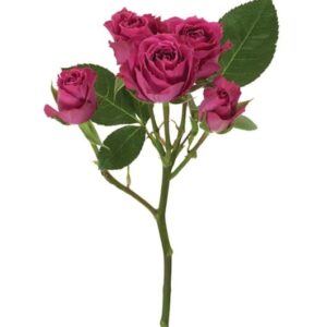 Spray Roses Iriska