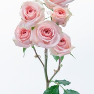 Spray Roses Star Blush