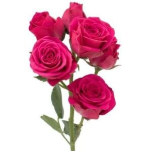 Spray Roses Lovely Lidia