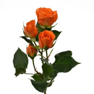 Spray Roses Orange