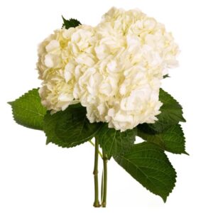 Hydrangea White