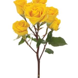 Spray Roses Yellow Babe